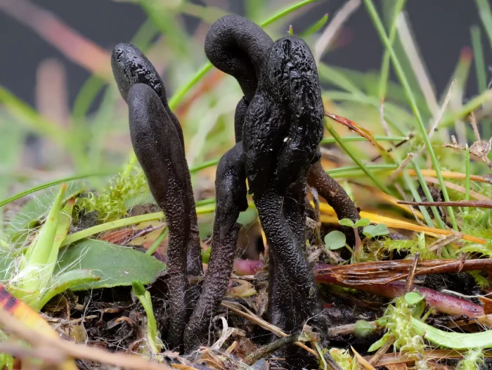 Geoglossum fallax – Täuschenden Erdzunge, auch Schuppige Erdzunge, hat ihren Namen vom geschuppten Stiel
