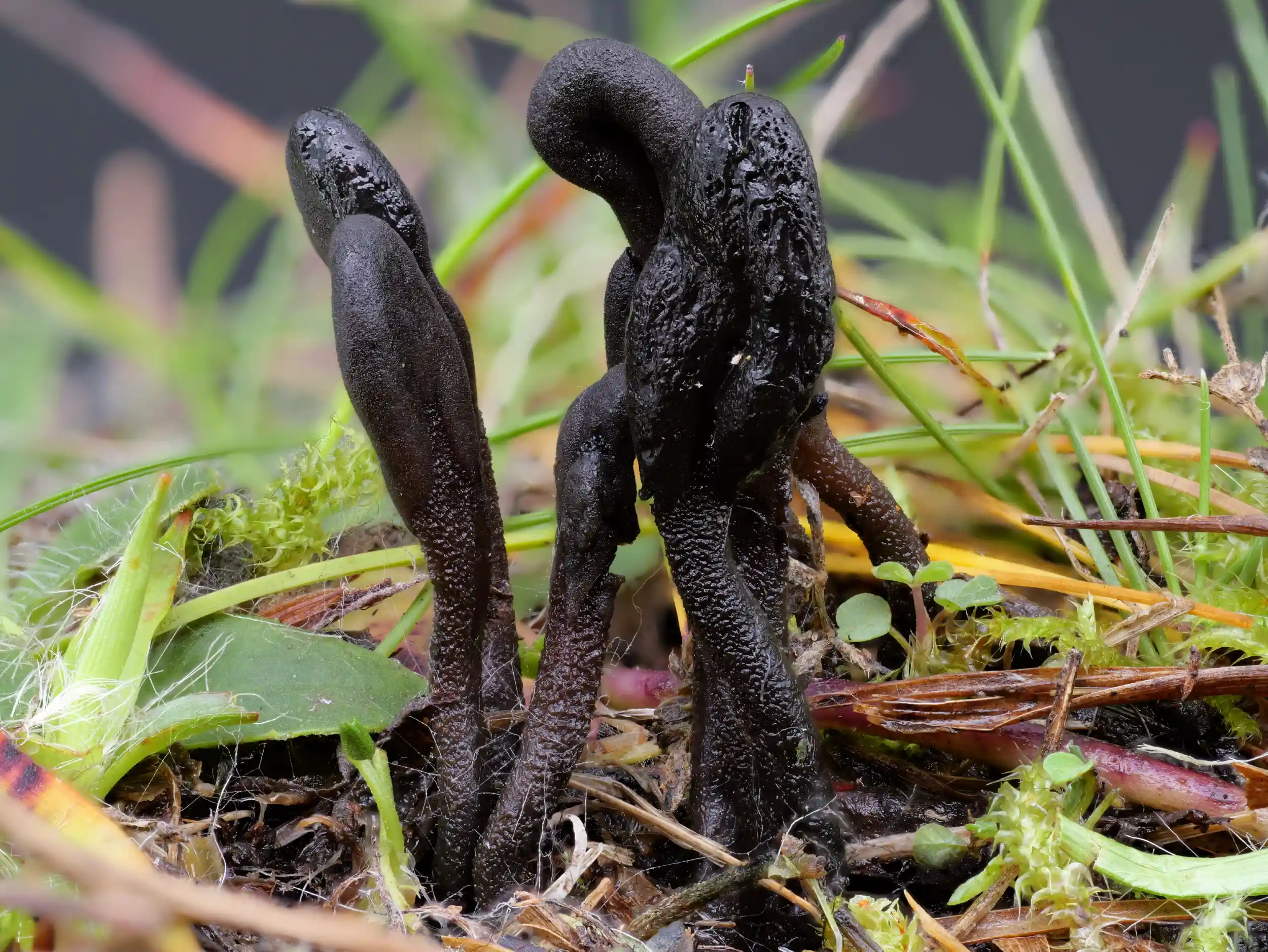 Geoglossum fallax – Täuschenden Erdzunge, auch Schuppige Erdzunge Geoglossum fallax – Täuschenden Erdzunge, auch Schuppige Erdzunge – Pilzschule-Vogtland