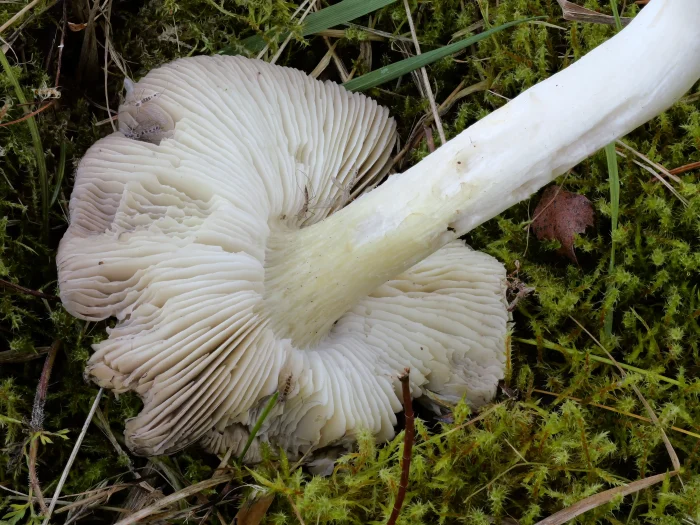 Tricholoma portentosum – Schwarzfaseriger Ritterling, ganz typisch die gelbliche Stielspitze