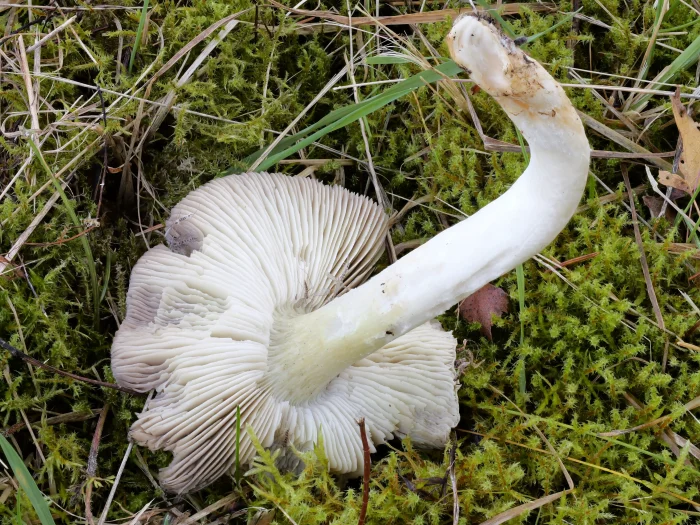 Tricholoma portentosum – Schwarzfaseriger Ritterling, stark ausgeprägter Burggraben des Lamellenansatzes