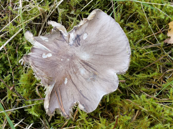 Tricholoma portentosum – Schwarzfaseriger Ritterling, namensgebende, schwarze Fasern auf dem Hut