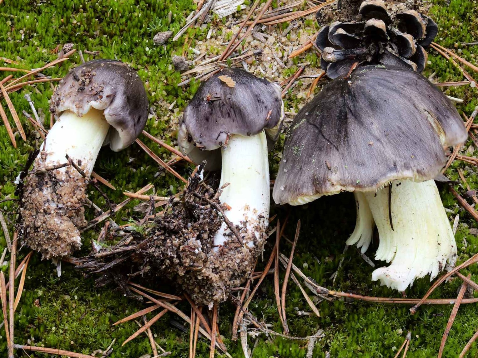 Tricholoma portentosum – Schwarzfaseriger Ritterling Tricholoma portentosum – Schwarzfaseriger Ritterling