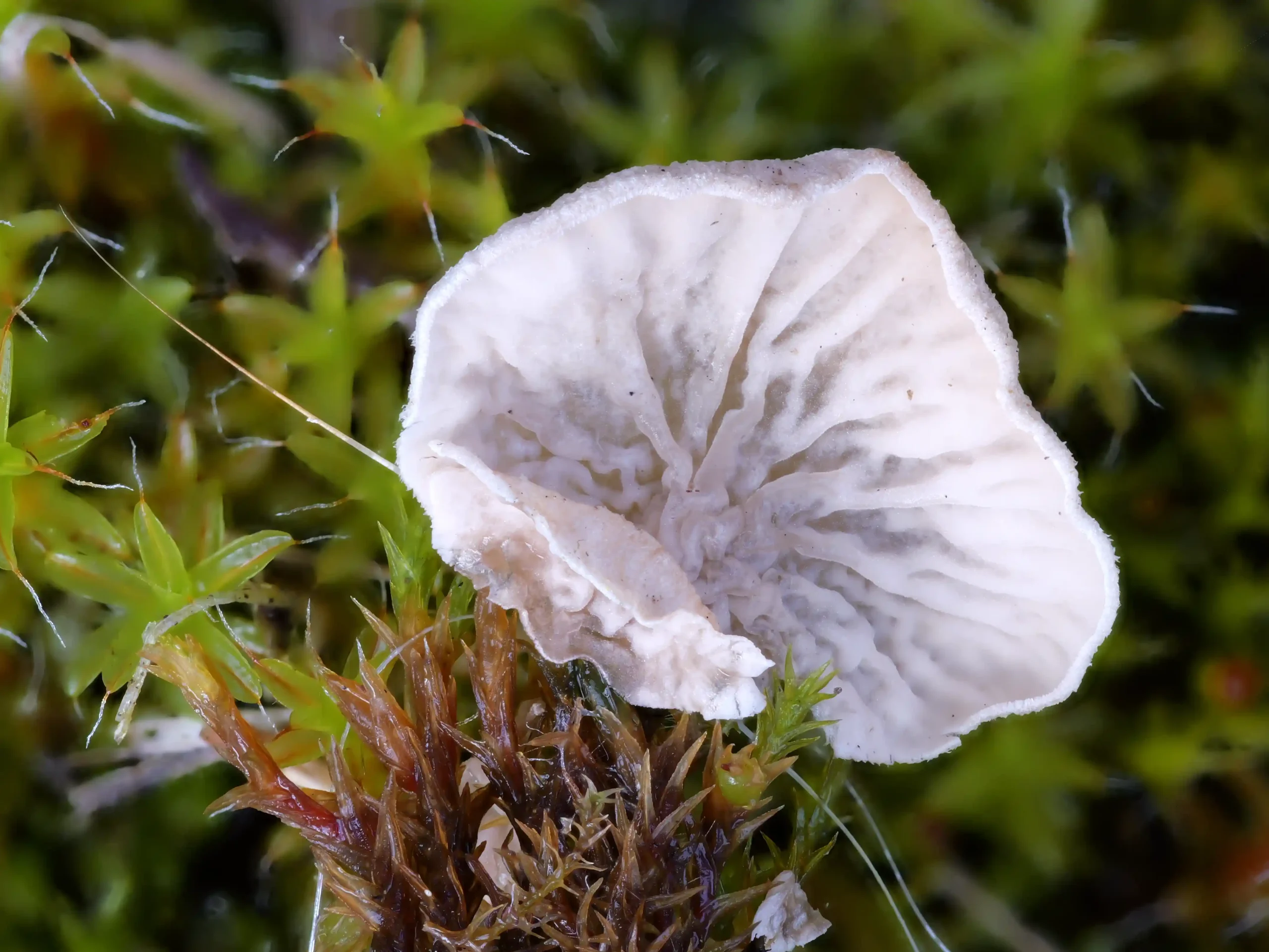 Arrhenia retiruga – Blasser Adermoosling – Pilzschule-Vogtland