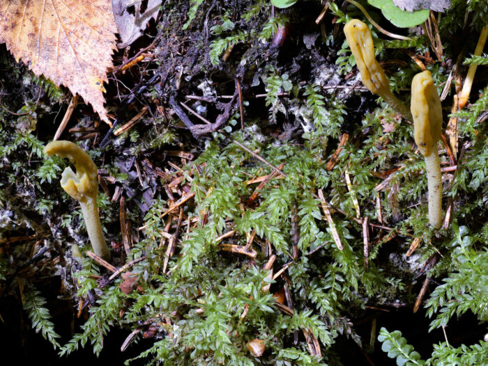 Microglossum viride &ndash; Gr&uuml;ne Stielzunge, diese Pilz sind hoch selten und schwer zu finden