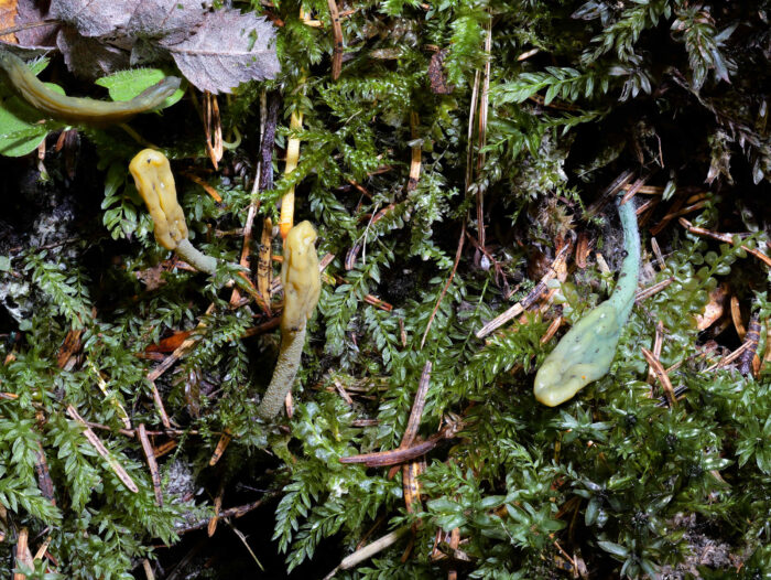 Microglossum viride &ndash; Gr&uuml;ne Stielzunge, rechts ein sch&ouml;nes, gr&uuml;nes Exemplar
