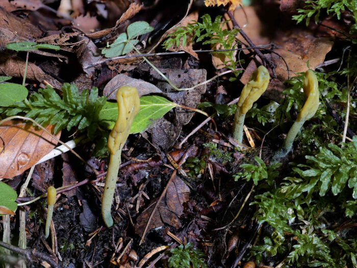 Microglossum viride &ndash; Gr&uuml;ne Stielzunge, im Alter werden die Pilze gr&uuml;n