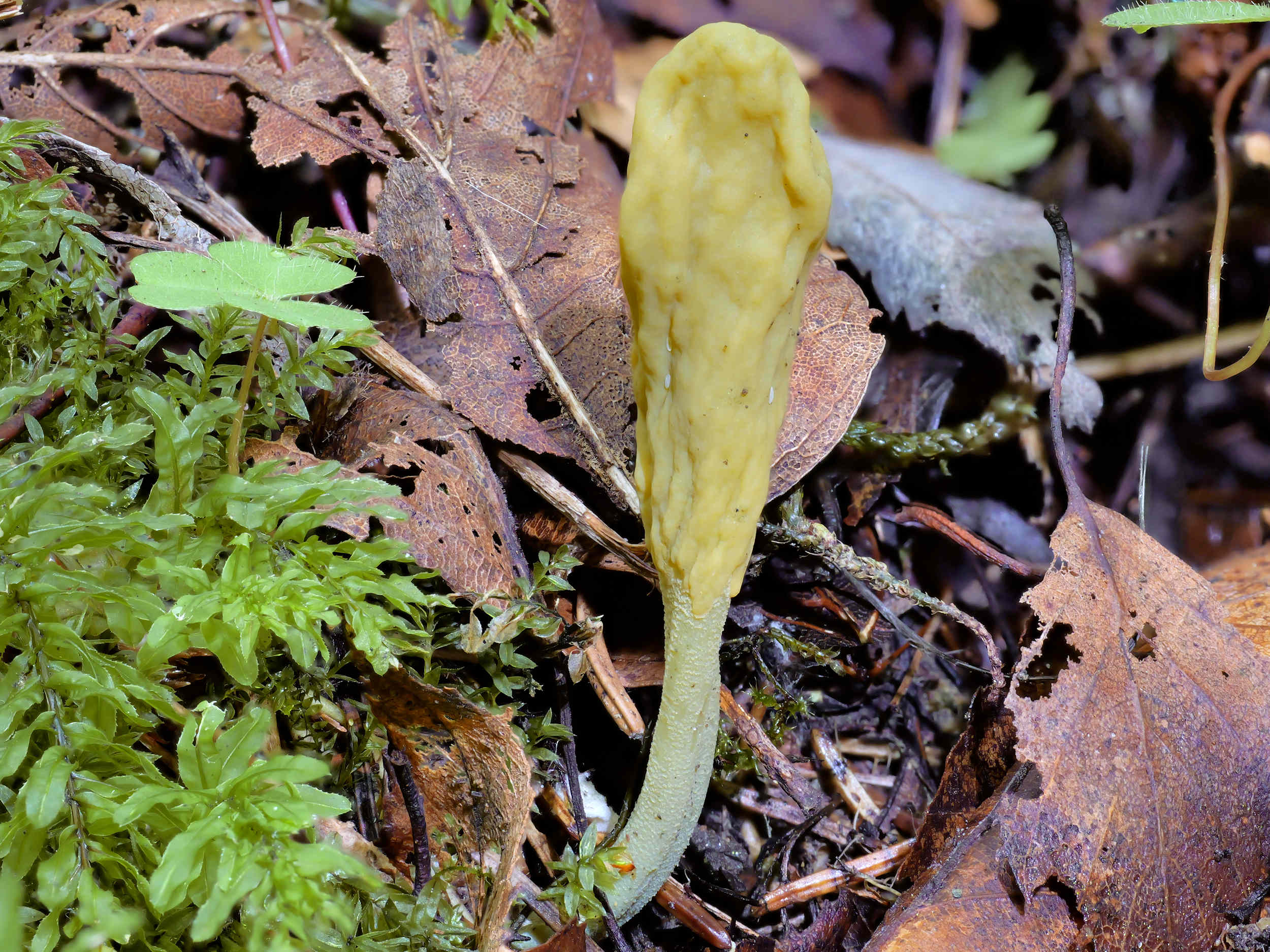 Microglossum viride – Grüne Stielzunge – Pilzschule-Vogtland