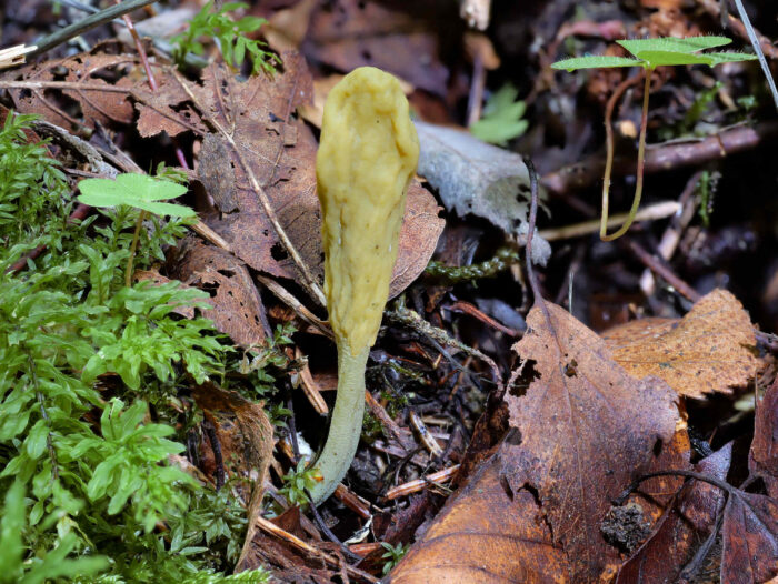 Microglossum viride &ndash; Gr&uuml;ne Stielzunge, man beachte den geschuppten Stiel
