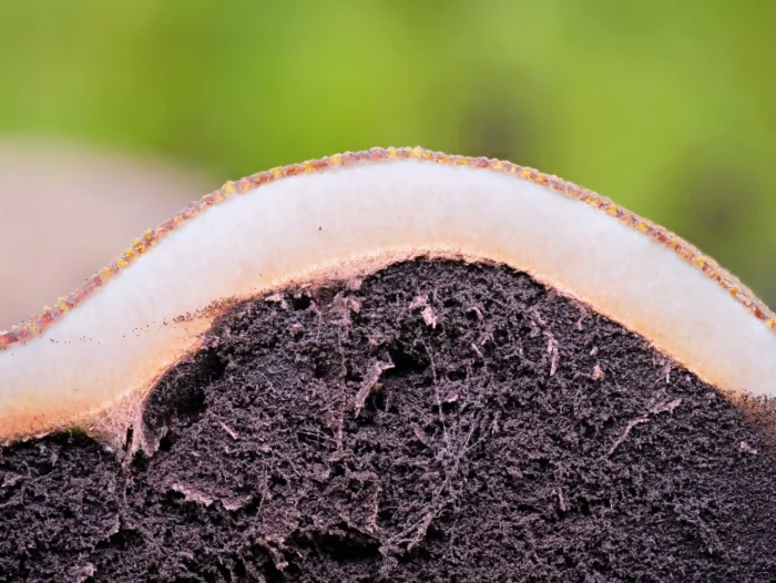 Elaphomyces granulatus &ndash; Kleinwarziger Hirschtr&uuml;ffel, dicke, einfarbige Au&szlig;enh&uuml;lle und schwarzes Sporenpulver innen