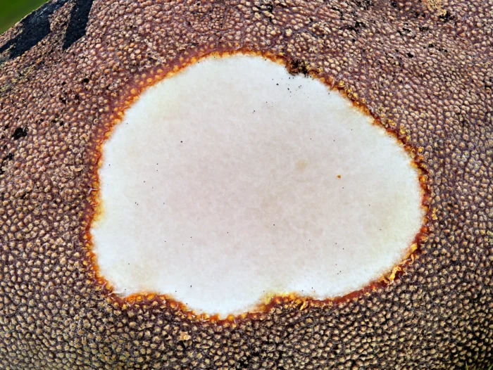 Elaphomyces granulatus &ndash; Kleinwarziger Hirschtr&uuml;ffel, die Peride ist im Anschnitt einfarbig hell