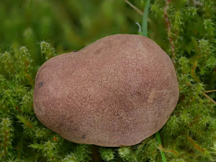 Elaphomyces granulatus &ndash; Kleinwarziger Hirschtr&uuml;ffel, Gr&ouml;&szlig;e 3,5 cm