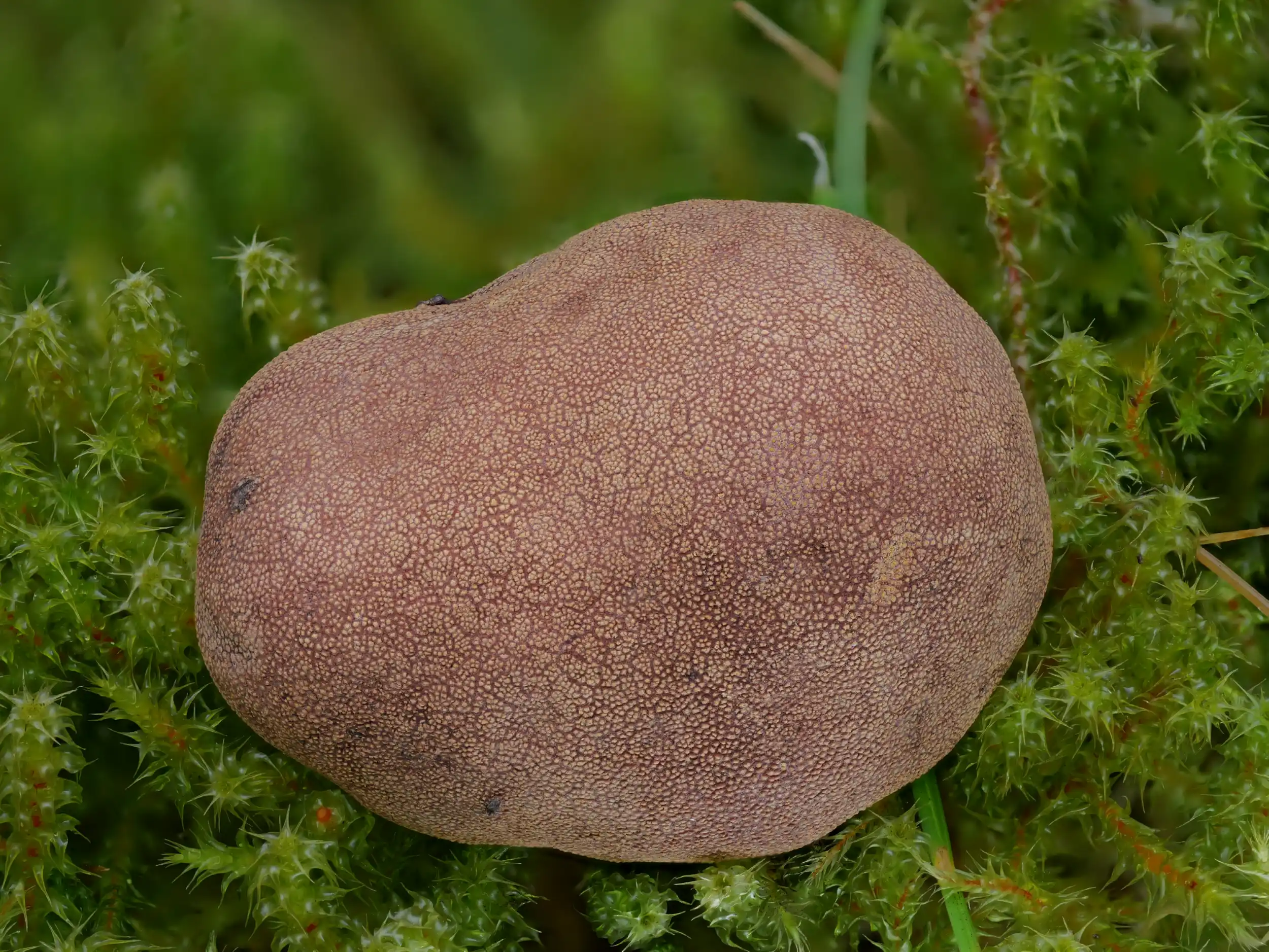 Elaphomyces granulatus – Kleinwarziger Hirschtrüffel, Pilzschule-Vogtland