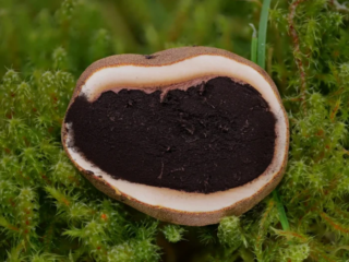 Elaphomyces granulatus &ndash; Kleinwarziger Hirschtr&uuml;ffel, im Inneren schwarzes Sporenpulver