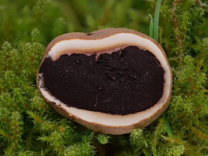 Elaphomyces granulatus &ndash; Kleinwarziger Hirschtr&uuml;ffel, im Inneren schwarzes Sporenpulver