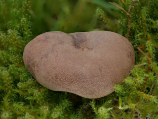 Elaphomyces granulatus &ndash; Kleinwarziger Hirschtr&uuml;ffel, im Vogtland recht h&auml;ufig