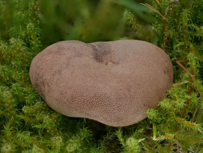 Elaphomyces granulatus &ndash; Kleinwarziger Hirschtr&uuml;ffel, im Vogtland recht h&auml;ufig