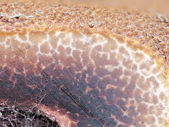 Elaphomyces muricatus &ndash; Stachelige Hirschtr&uuml;ffel, Makroaufnahme der Musterung der Au&szlig;enh&uuml;lle