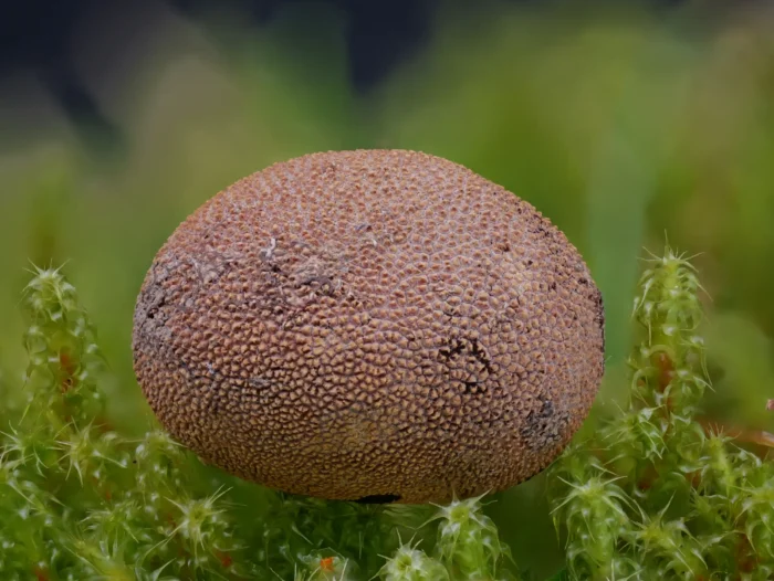 Elaphomyces muricatus &ndash; Stachelige Hirschtr&uuml;ffel, arttypische, stachelige Oberfl&auml;che
