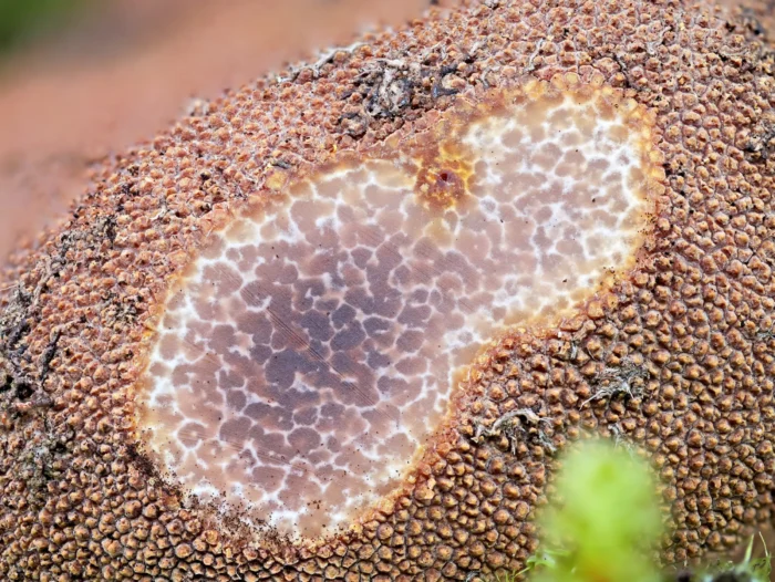 Elaphomyces muricatus &ndash; Stachelige Hirschtr&uuml;ffel, arttypische, fleckige Musterung im Anschnitt