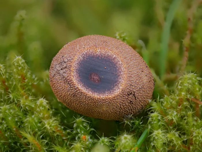 Elaphomyces muricatus &ndash; Stachelige Hirschtr&uuml;ffel, arttypische Musterung im Anschnitt