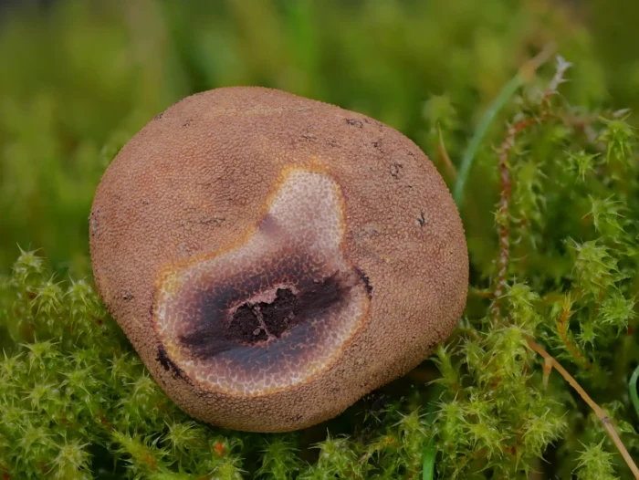 Elaphomyces muricatus &ndash; Stachelige Hirschtr&uuml;ffel, Peridie (Au&szlig;enh&uuml;lle) mit arttypischem Muster im Anschnitt