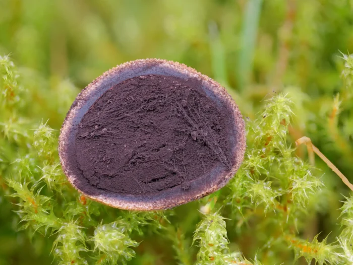 Elaphomyces muricatus &ndash; Stachelige Hirschtr&uuml;ffel, im Kern schwarzes Sporenpulver mit typischen F&auml;den