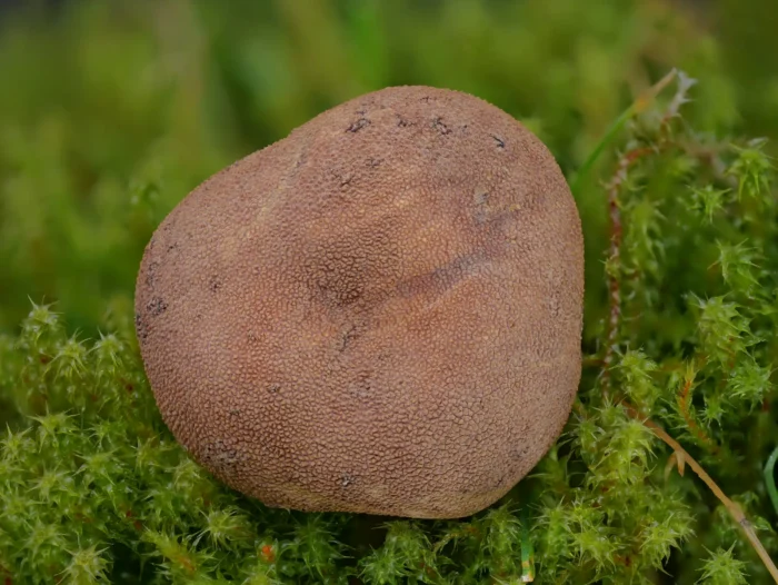 Elaphomyces muricatus &ndash; Stachelige Hirschtr&uuml;ffel, eine h&auml;ufige Tr&uuml;ffel im Vogtland