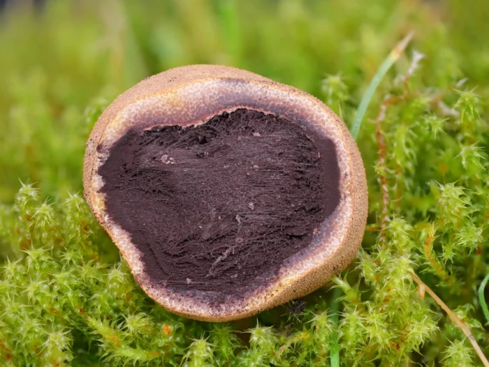 Elaphomyces muricatus &ndash; Stachelige Hirschtr&uuml;ffel, typisch das Fadengespinst im Inneren