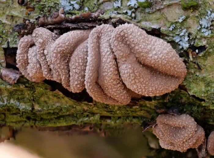 Encoelia furfuracea &ndash; Hasel-Kleiebecherling, deutlich zu erkennen die &bdquo;Kleieflocken&ldquo;