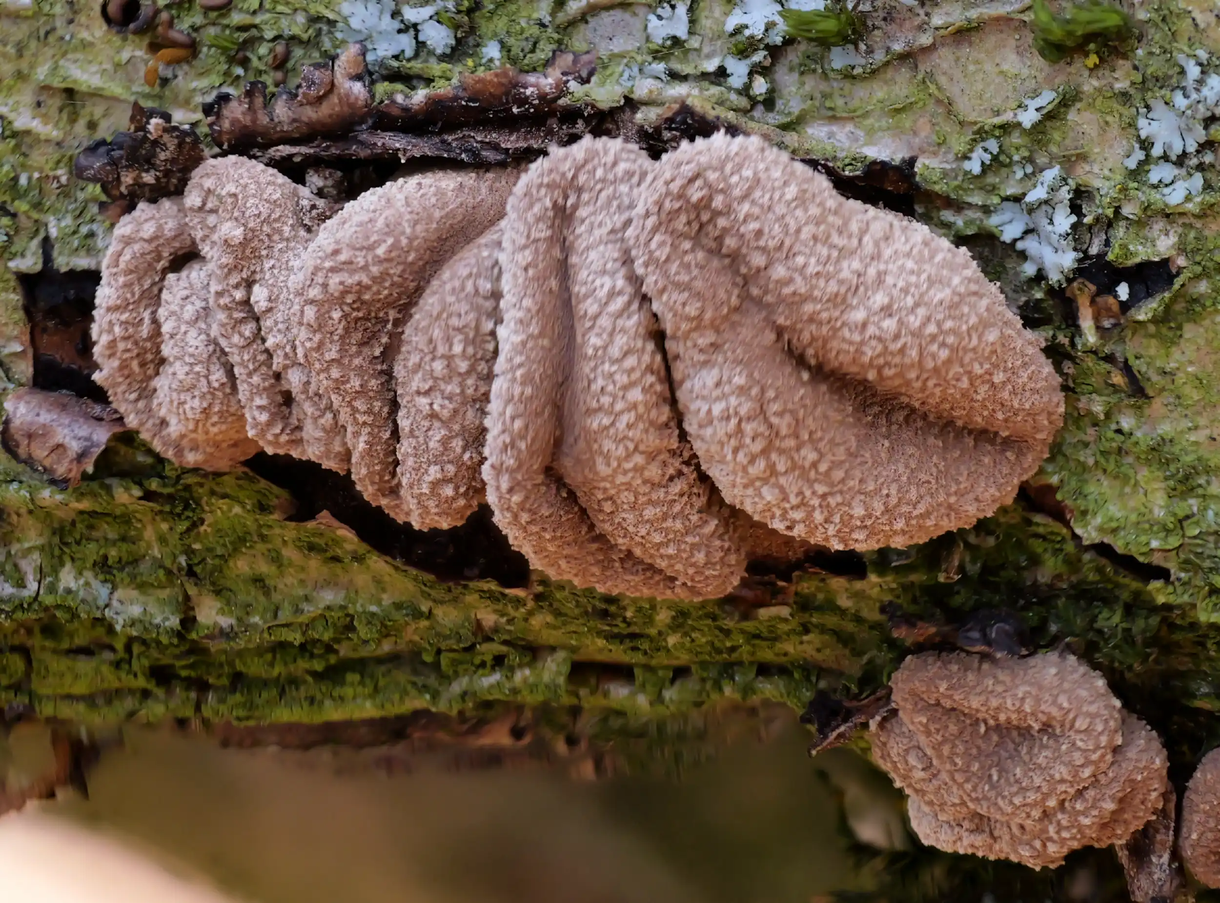 Encoelia furfuracea – Hasel-Kleiebecherling, Pilzschule-Vogtland