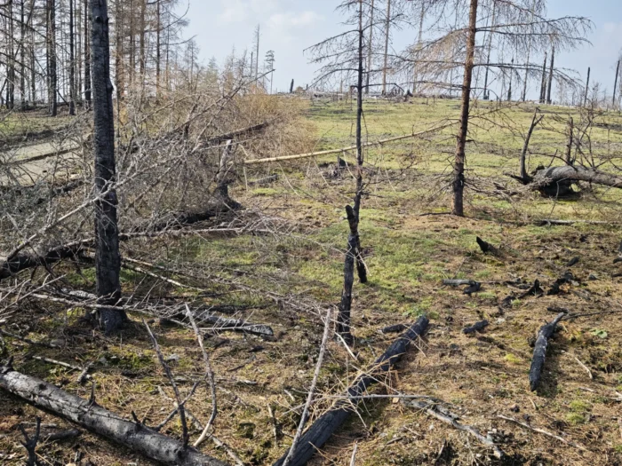 Geopyxis carbonaria &ndash; Gemeiner Kohlenbecherling, Fundort ist eine&nbsp;vorj&auml;hrige Brandstelle