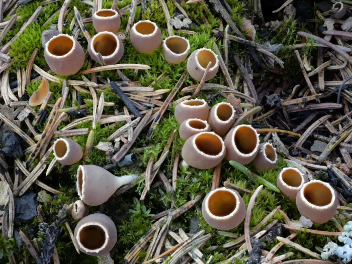 Geopyxis carbonaria &ndash; Gemeiner Kohlenbecherling, im Alter dunkler werdend, Pilze sind kurz gestielt