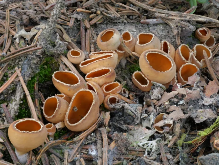 Geopyxis carbonaria &ndash; Gemeiner Kohlenbecherling, fast ausgewachsene Becherlinge