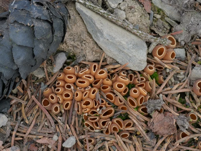 Geopyxis carbonaria &ndash; Gemeiner Kohlenbecherling, immer in Gruppen wachsend