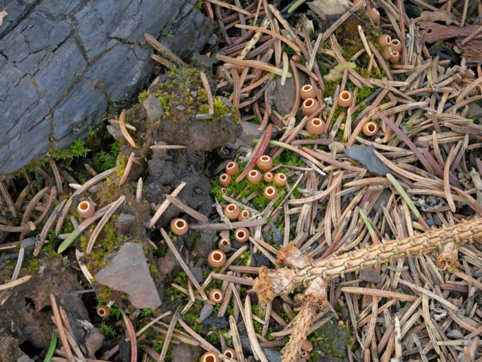 Geopyxis carbonaria &ndash; Gemeiner Kohlenbecherling, links im Bild verkohltes Holz vom Waldbrand