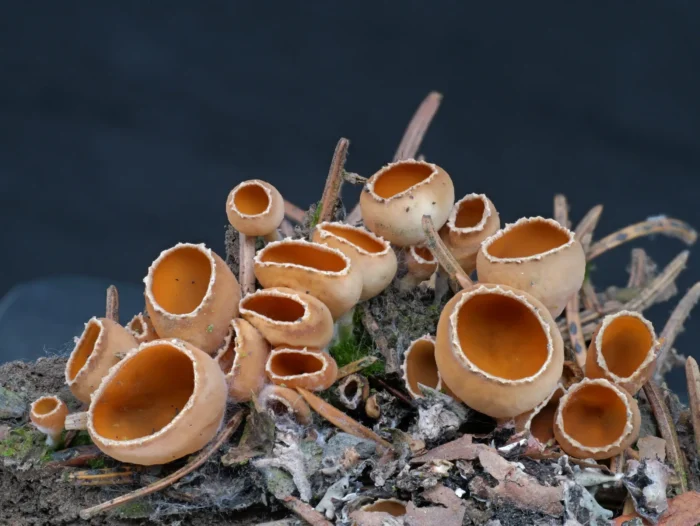 Geopyxis carbonaria &ndash; Gemeiner Kohlenbecherling, die Becher im Bild sind max. 6 mm gro&szlig;