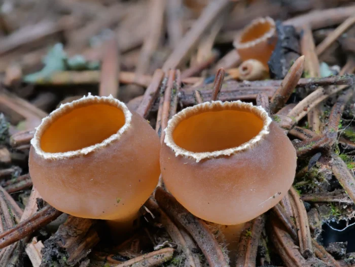 Geopyxis carbonaria &ndash; Gemeiner Kohlenbecherling, die R&auml;nder sind ein markantes Merkmal der Art