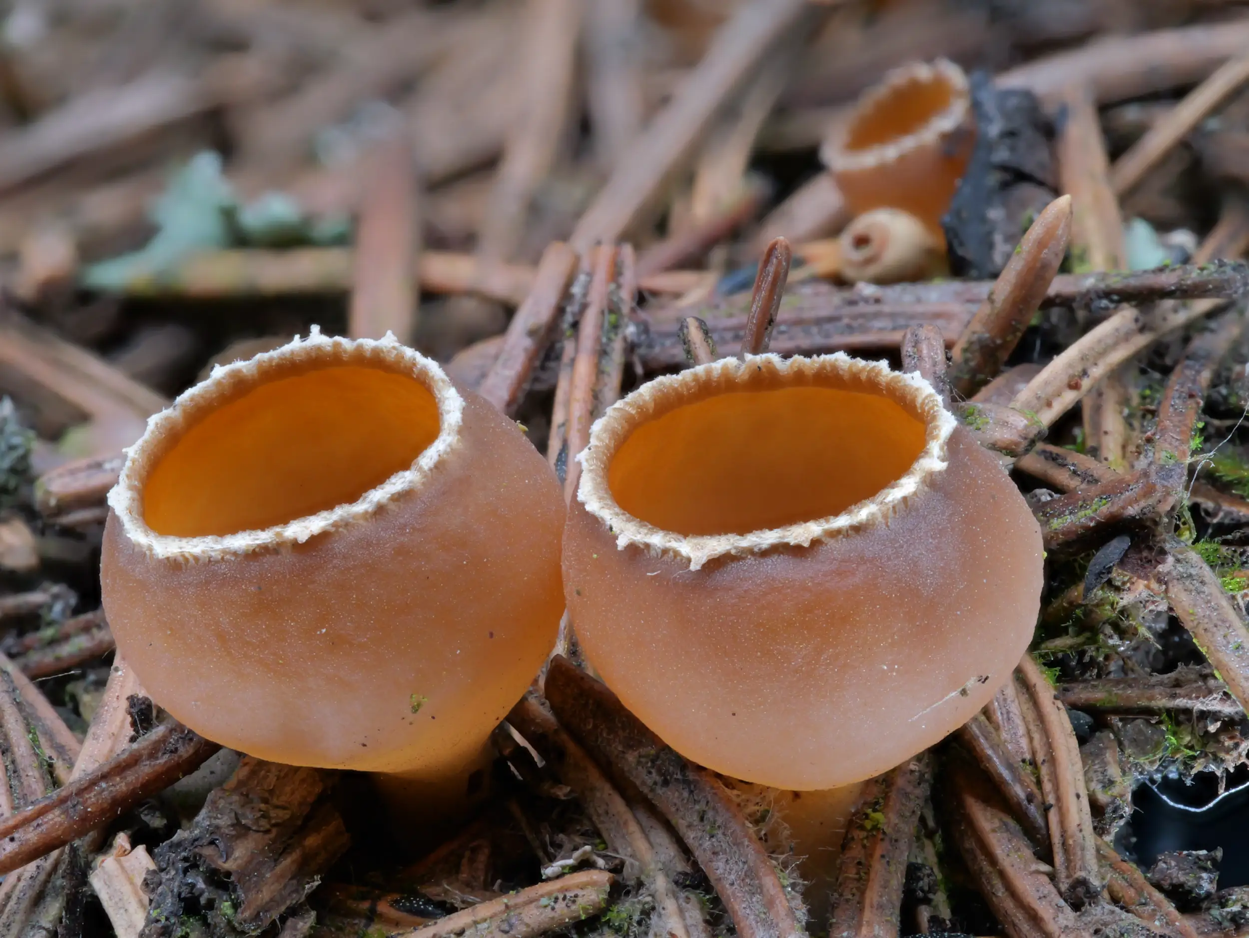 Geopyxis carbonaria – Gemeiner Kohlenbecherling, Pilzschule-Vogtland