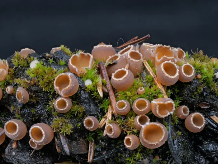 Geopyxis carbonaria &ndash; Gemeiner Kohlenbecherling, Gruppe junger Fruchtk&ouml;rper