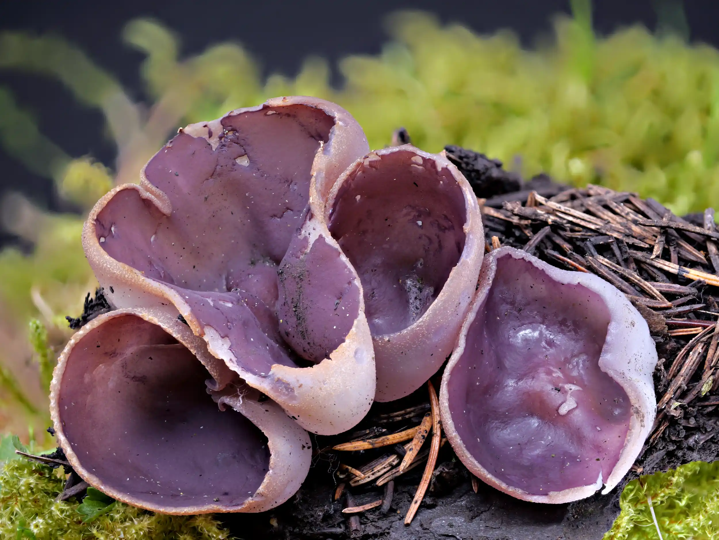 Geoscypha tenacella – Braunvioletter Becherling, Pilzschule-Vogtland