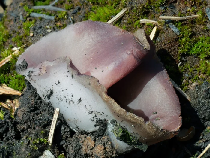 Geoscypha tenacella &ndash; Braunvioletter Becherling, 4 cm Durchmesser, typisch violett-braun