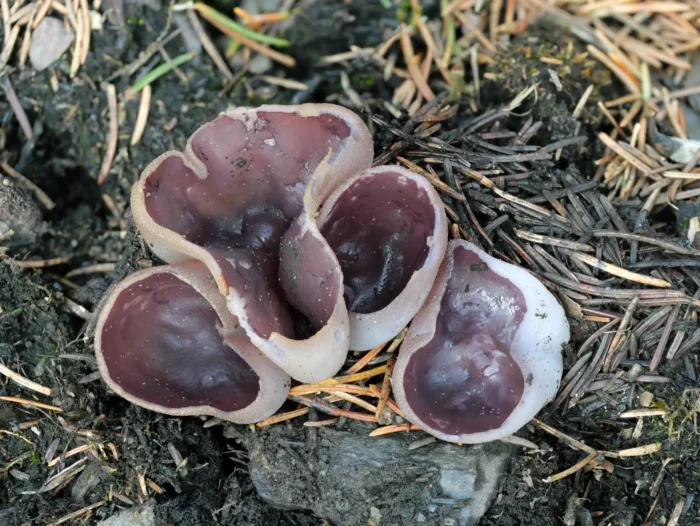 Geoscypha tenacella &ndash; Braunvioletter Becherling, der zweite Fund dieser Art in Th&uuml;ringen seit 28&nbsp;Jahren