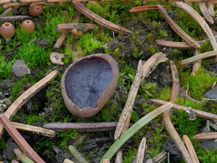 Geoscypha tenacella &ndash; Braunvioletter Becherling, Makroaufnahme, Durchmesser 10 mm