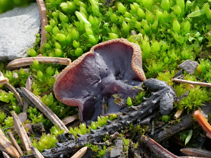 Geoscypha tenacella &ndash; Braunvioletter Becherling, arttypisch die flockige, raue Au&szlig;enseite