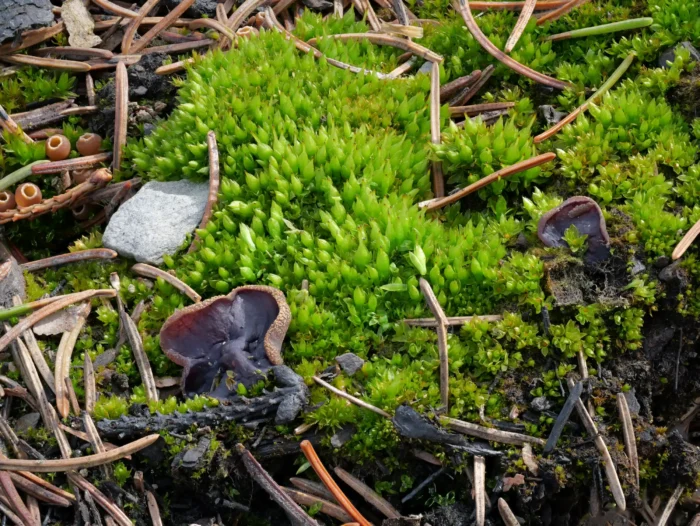 Geoscypha tenacella &ndash; Braunvioletter Becherling, 2&nbsp;Fruchtk&ouml;rper im Moos