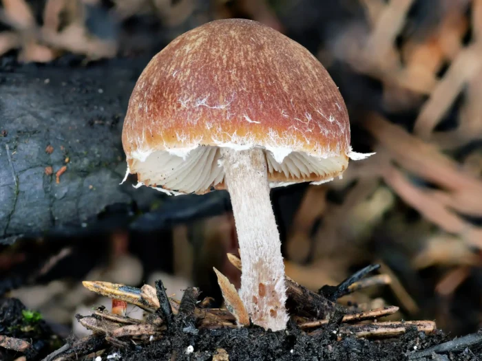 Psathyrella pennata &ndash; Kohlen-M&uuml;rbling, H&uuml;te l&auml;ngs gerieft, hygrophan