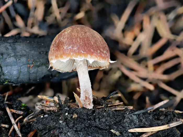 Psathyrella pennata &ndash; Kohlen-M&uuml;rbling, typisch glockenf&ouml;rmiger Hut und Velumresten am Hutrand
