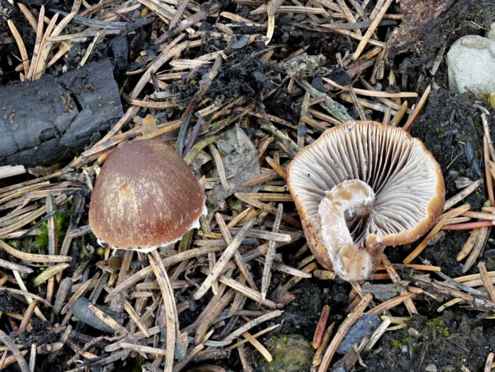 Psathyrella pennata &ndash; Kohlen-M&uuml;rbling, dritter Fund in Th&uuml;ringen seit 25 Jahren