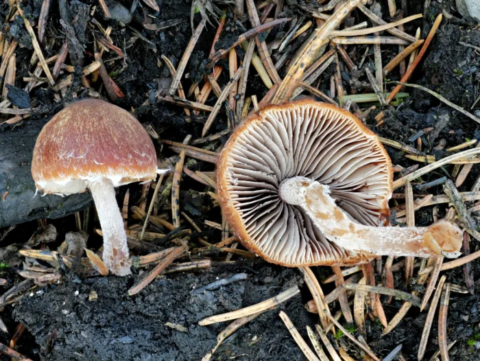 Psathyrella pennata &ndash; Kohlen-M&uuml;rbling, Lamellen jung grau-braun, sp&auml;ter dunkler
