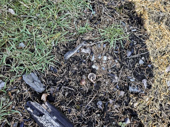 Psathyrella pennata &ndash; Kohlen-M&uuml;rbling, w&auml;chst direkt auf verkohlten Holzresten